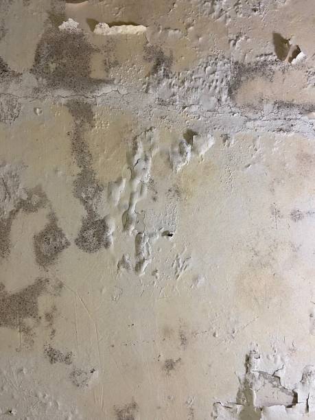 Best Black Mold Remediation in Elma Center, NY